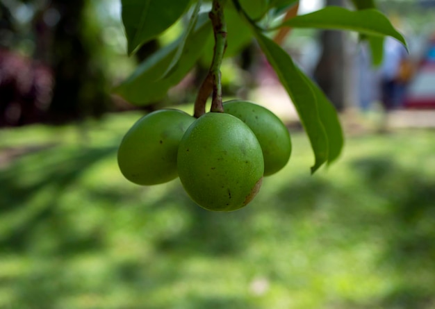 Photo bintaro cerbera manghas tropical evergreen poisonous fruits