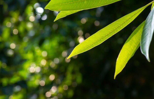 Bintaro Sea Mango verlaat Cerbera Manghas tropische groenblijvende giftige boom