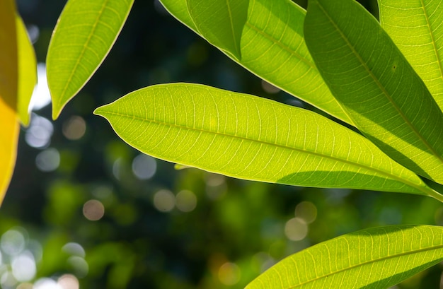 Bintaro Sea Mango verlaat Cerbera Manghas tropische groenblijvende giftige boom