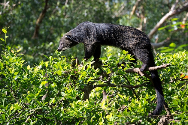 Binturong, Bearcat, (Arctictis binturong) 나무에서.