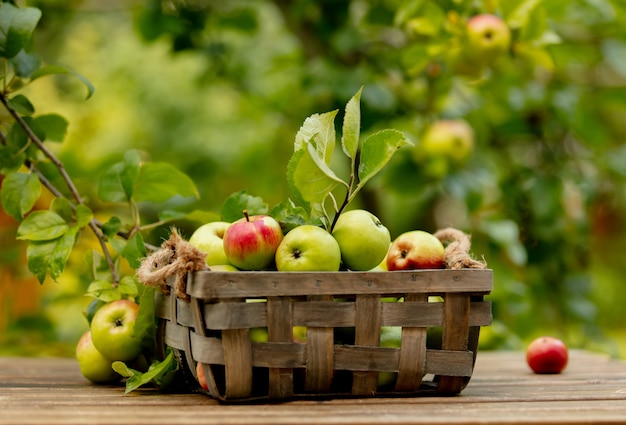 Bio appels in een doos en op een tafel in de buurt van appelboom in een tuin