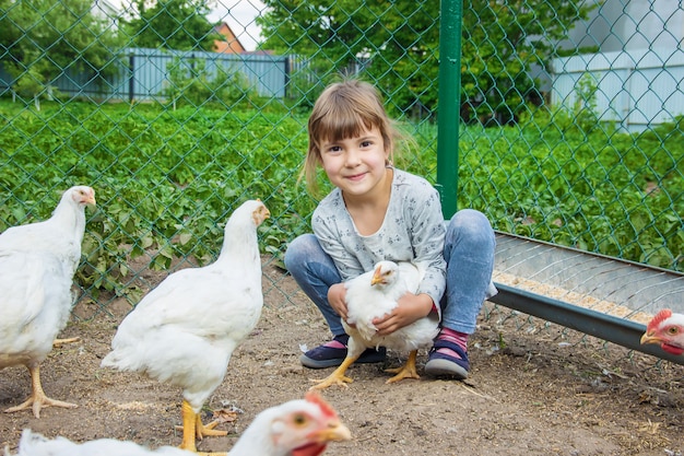 Bio chickens on a home farm a children.