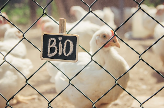 Bio chickens on a home farm. Selective focus.