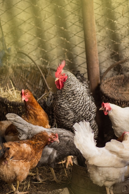 Bio chickens on a home farm