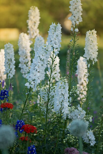 デルフィニウムの花の植物が植えられたバイオガーデン秋または夏の庭に咲くデルフィニウムの花の植物が庭で育つ