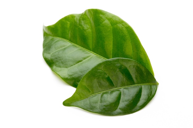 白い背景で分離されたバイオ緑茶の葉