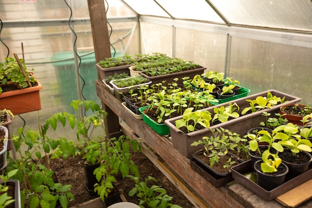 Bio groentezaailingen in een doos bij het glastuinbouwconcept