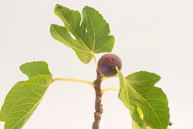 Bio grote vijgenboom op witte achtergrond