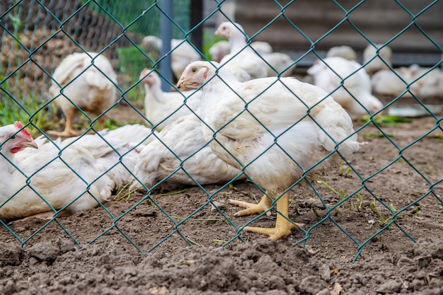 Bio-kippen op een boerderij thuis.