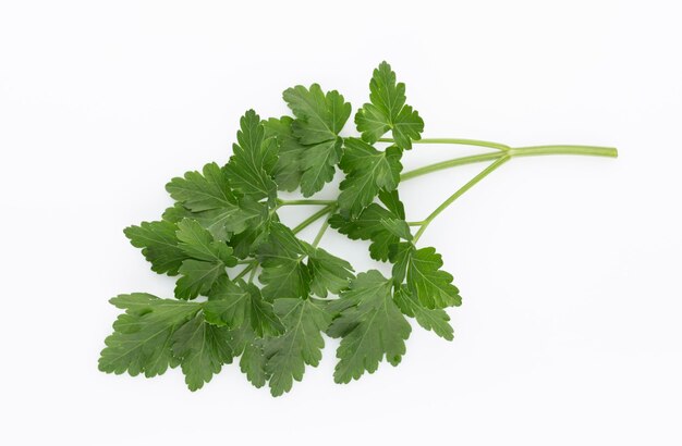 Bio parsley leaf on white background