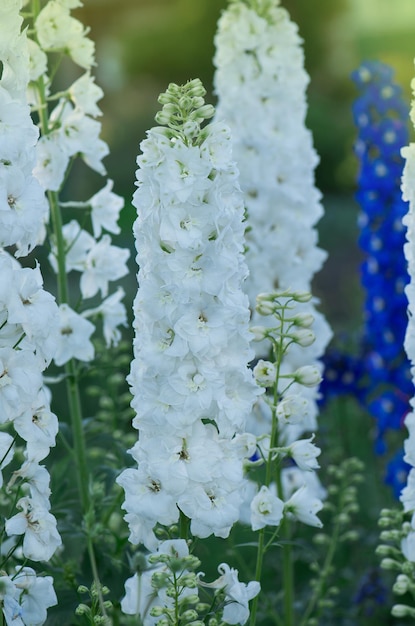 Bio tuin met delphinium bloemen planten Landschap met bloemen veld Delphinium bloemen plant groeit in de tuin