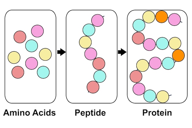 사진 아미노산 펩타이드 및 단백질 분자 모델의 생화학 구조
