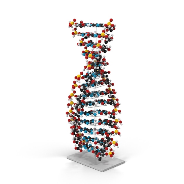 biochemie met een DNA-molecuul geïsoleerd op een witte achtergrond 3D-weergave