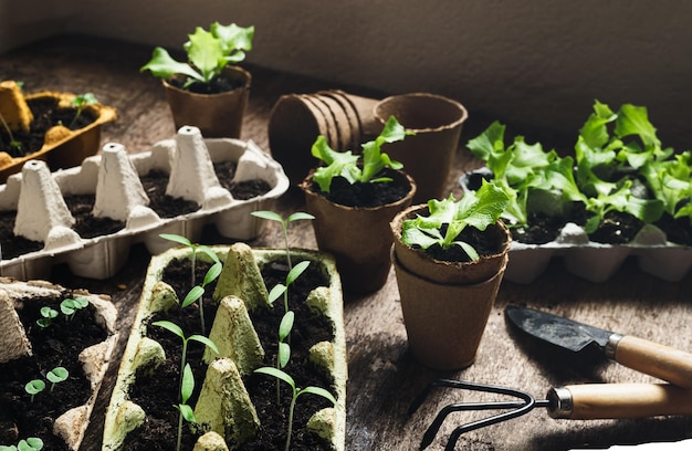 Photo biodegradable pots with seedlings