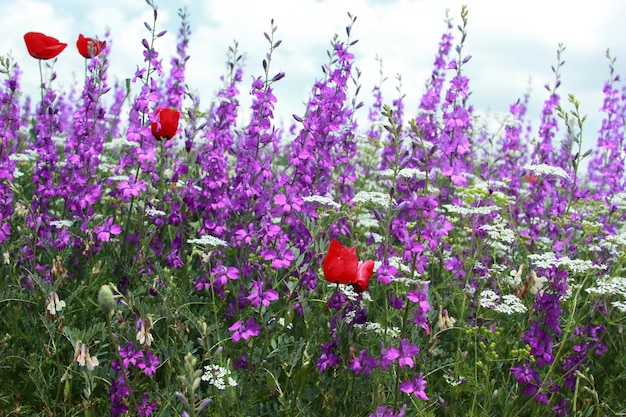 Biodiversity in nature in spring Various wildflowers