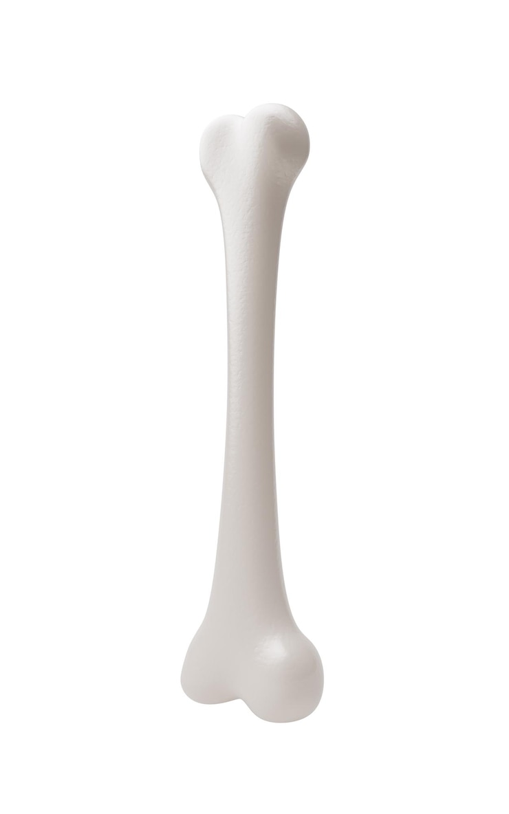 Photo biological anatomy of the skeleton and bone health 3d rendering