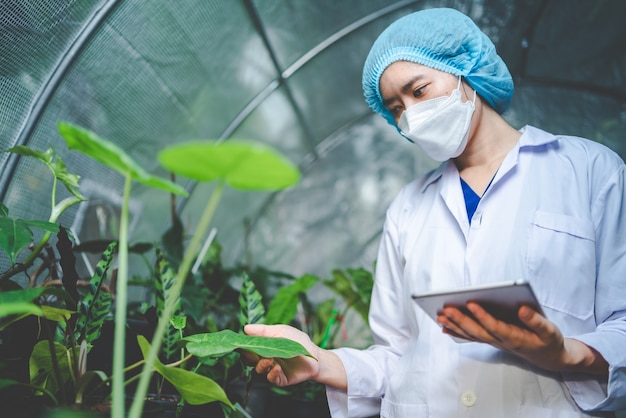 Biologiewetenschapper die onderzoek doet naar een groeiplant in de landbouwkas, natuurbiologische wetenschapstechnologie of biotechnologie in het botanielaboratorium, mensen die groente onderzoeken voor de voedingsindustrie