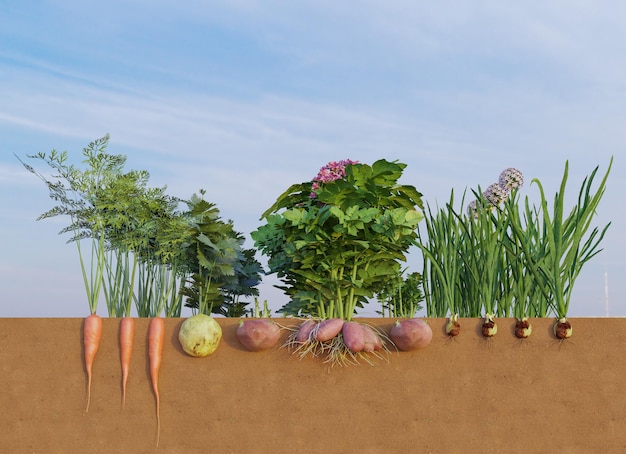 Biologisch en groenten die in de grond groeien met weergave in dwarsdoorsnede