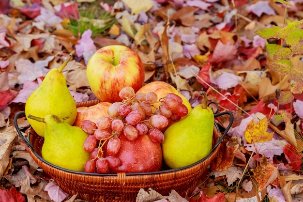 Biologisch fruit in mand in zomergras Verse druiven, peren en appels in de natuur