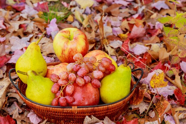 Biologisch fruit in mand in zomergras Verse druiven, peren en appels in de natuur