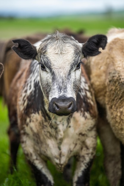 Biologisch vee zonder CO2-uitstoot op een boerderij