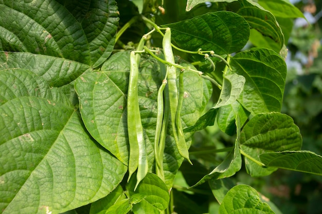 Biologisch, vers, sperziebonenveld