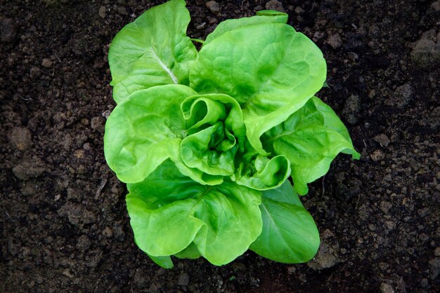 Biologisch voedselconcept bovenaanzicht van een groene botersla op de grond in de boerderij