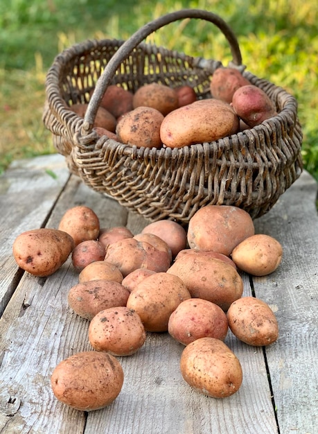 biologische aardappelen in een mand