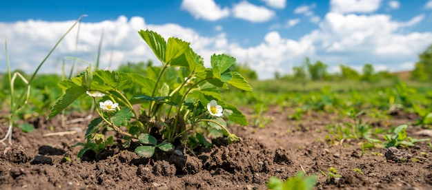 Biologische aardbeien op de boerderij geteeld zonder chemicaliën