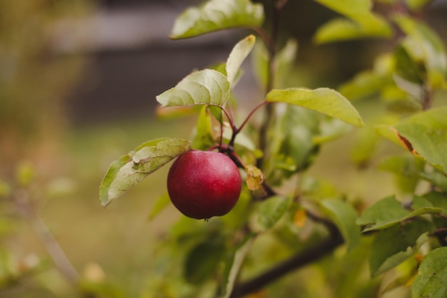 Biologische appels Fruit zonder chemisch sproeien Herfstdag Landelijke tuin Rijpe rode appel aan een boom