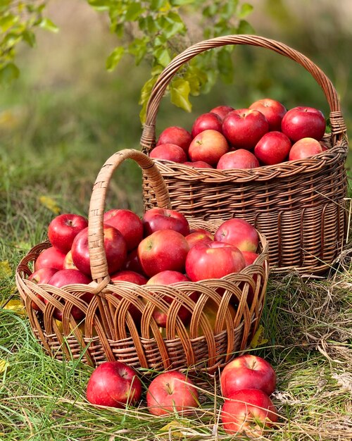 Biologische appels in een mand. Herfst achtergrond. Oogstseizoen concept. Biologische appels close-up voor f