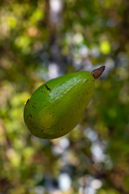 Biologische avocado's