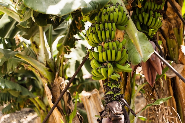 Biologische bananenteelt op bananenplantage