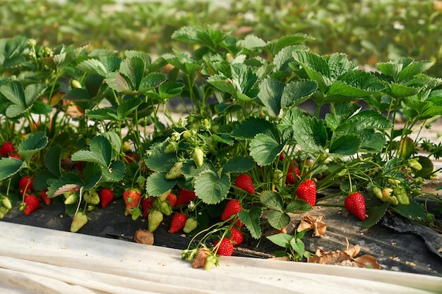 Biologische bosjes aardbeien rijpen bij kas