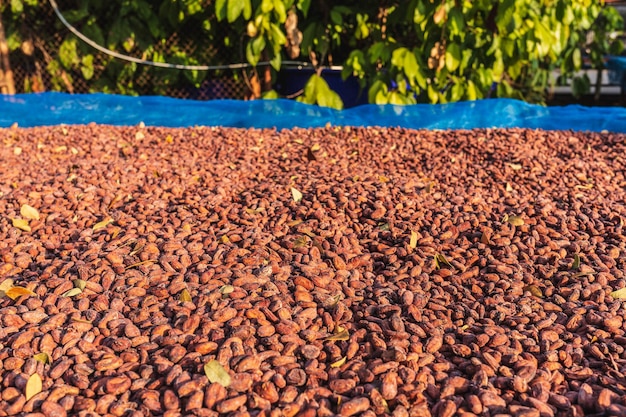 Biologische cacaobonen drogen in de zon op de boerderij