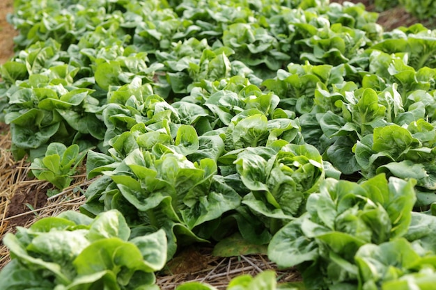 Foto biologische en niet-toxische groenteteelt op aarde groentesalade boerderij met schoon, fris en veilig. orgaan