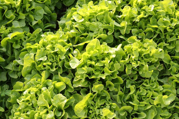 Biologische en niet-toxische groenteteelt op aarde Groentesalade boerderij met schoon, fris en veilig. Orgaan