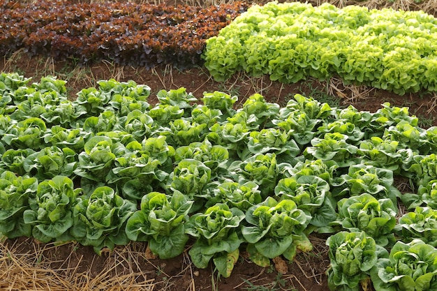 Biologische en niet-toxische groenteteelt op aarde groentesaladeboerderij met prachtige kleuren schoon, vers en veilig biologisch landbouwconcept gezond voedsel