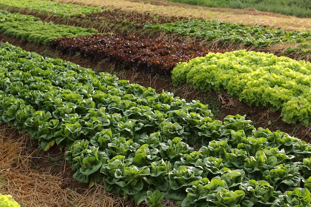 Foto biologische en niet-toxische groenteteelt op aarde. plantaardige salade boerderij met mooie kleuren schoon fre