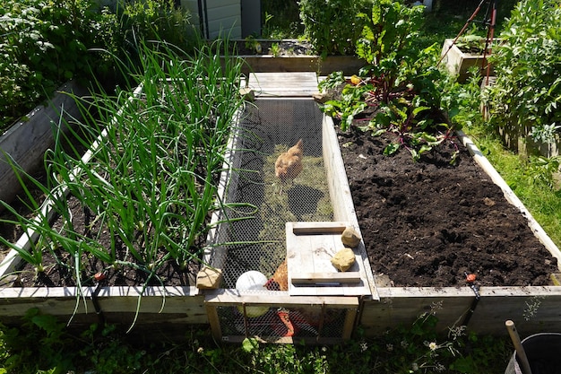 Foto biologische familietuin houten bedden om groenten te verbouwen in de moestuin in de achtertuin