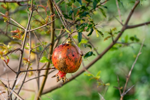 Biologische granaatappel aan de boom