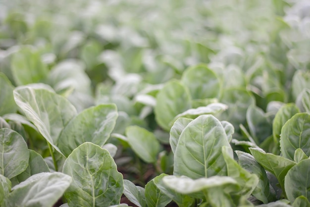 Biologische groene boerenkool