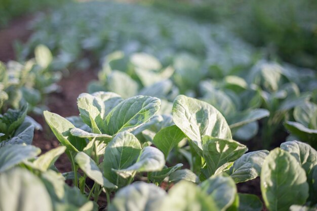 Biologische groene boerenkool