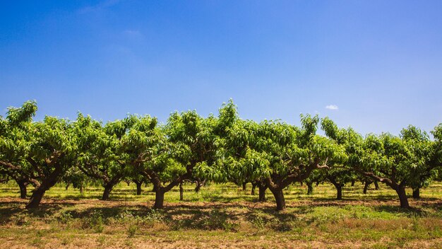 Biologische groene perzikvruchten aan boom in grote tuin