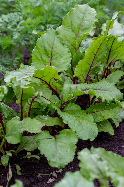 Biologische groene rode jonge bietenbladeren groeien op tuinbed