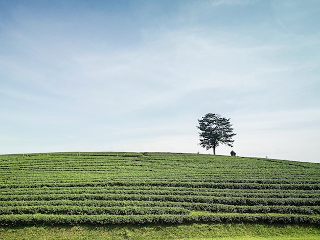 biologische groene theelandbouwbedrijf