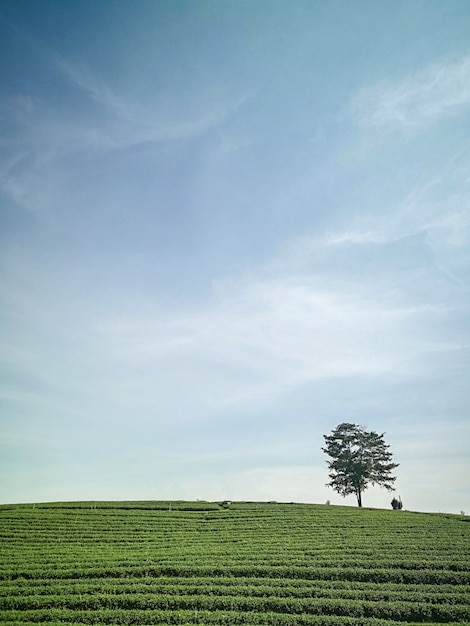 Foto biologische groene theelandbouwbedrijf