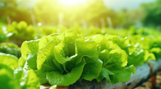 Biologische groenten, salades, tuinen, hydroponische boerderij