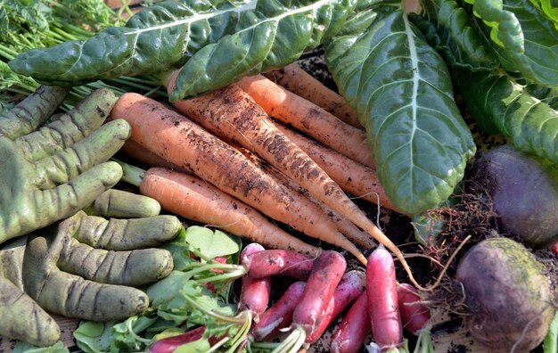 Biologische groenten vers geoogst uit de tuin met tuinhandschoenen