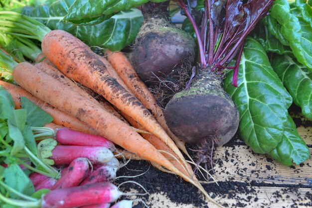 Biologische groenten vers geoogst uit de tuin op een houten tafel